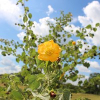 <i>Abutilon indicum</i>  (L.) Sweet